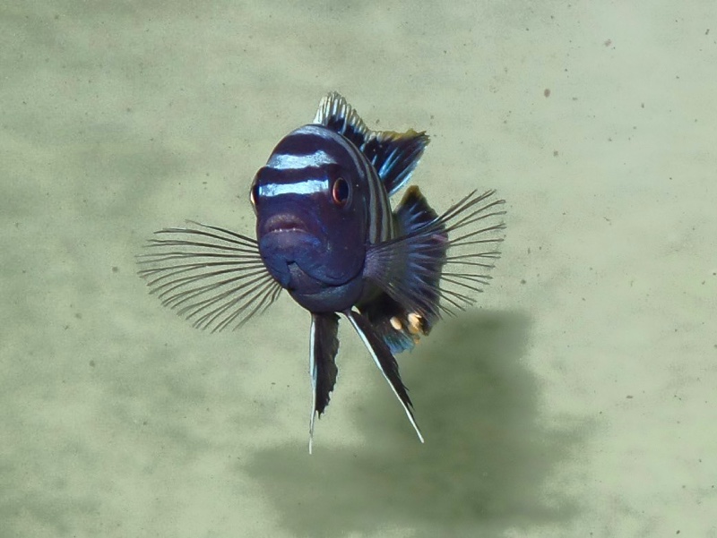 Cynotilapia zebroides 'Ndonga (Deep)'